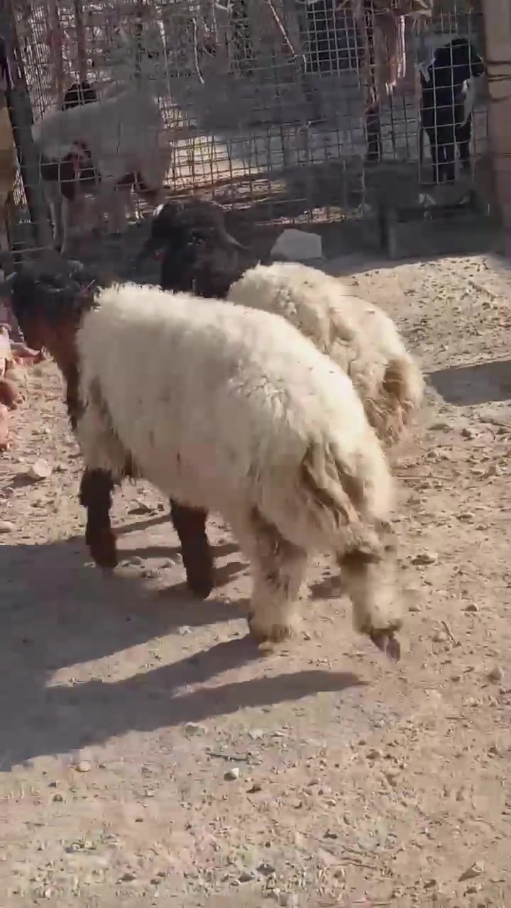 بسم لله
طليان العدد 2 ماشاءالله عليهن تريدهن لحم تريدهن جنيه كلشي يرهمن نصاح ومعالفات وعلى كل عيب حلال نضيف مال جنيه 
السعر زوج 670
المكان الانبار حديثه بروانه 
الاستفسار اتصال على رقم ***********
