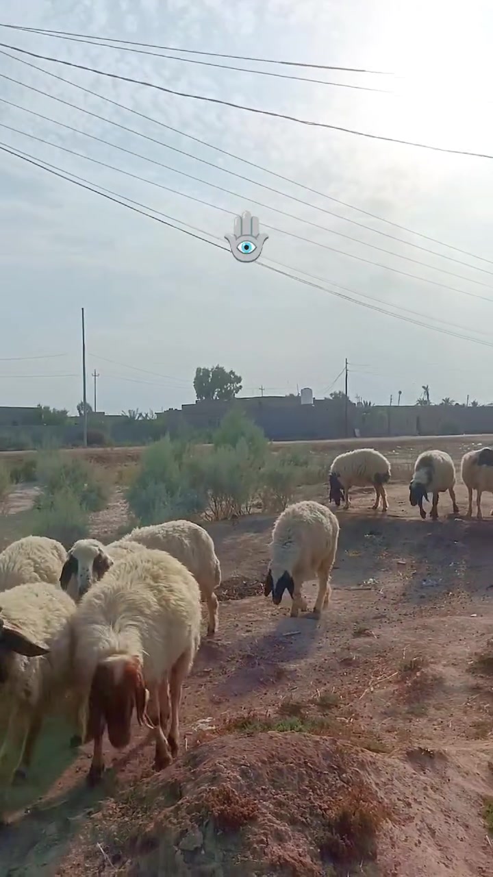 غنم • ١٤ • قضاء النصر