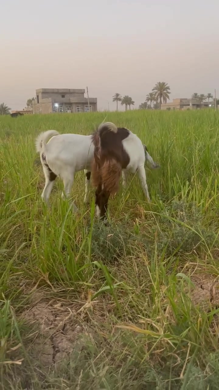 جذعات حلوات وسمان يرهمن جني ويرهمن كصابة المكان الضلوعية
***********
