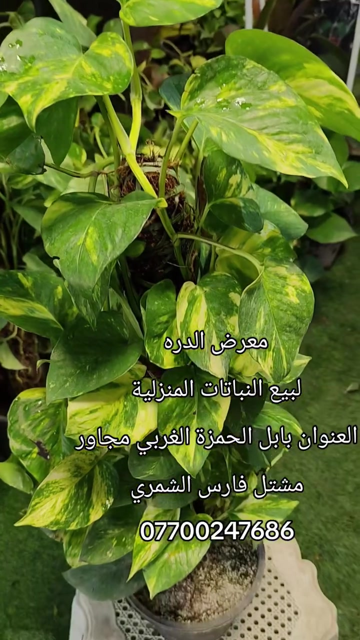 معرض الدره • نباتات داخلية • نباتات خارجية