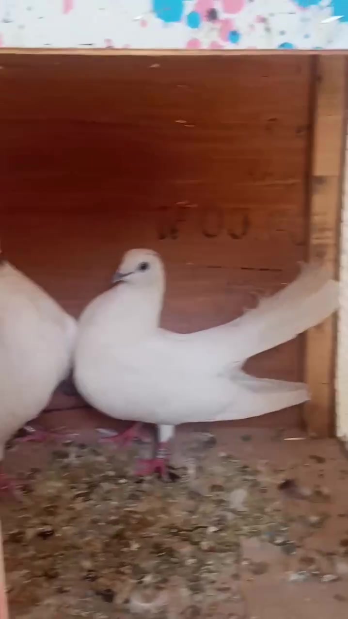 ***********
