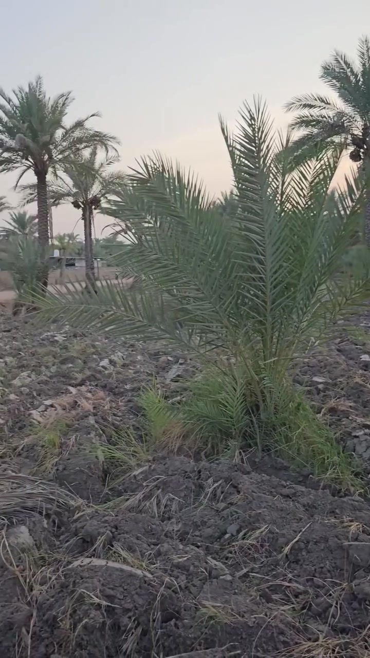 كربلاء المقدسة • ٢٫٥دونم • طابو زراعي سند ٢٥