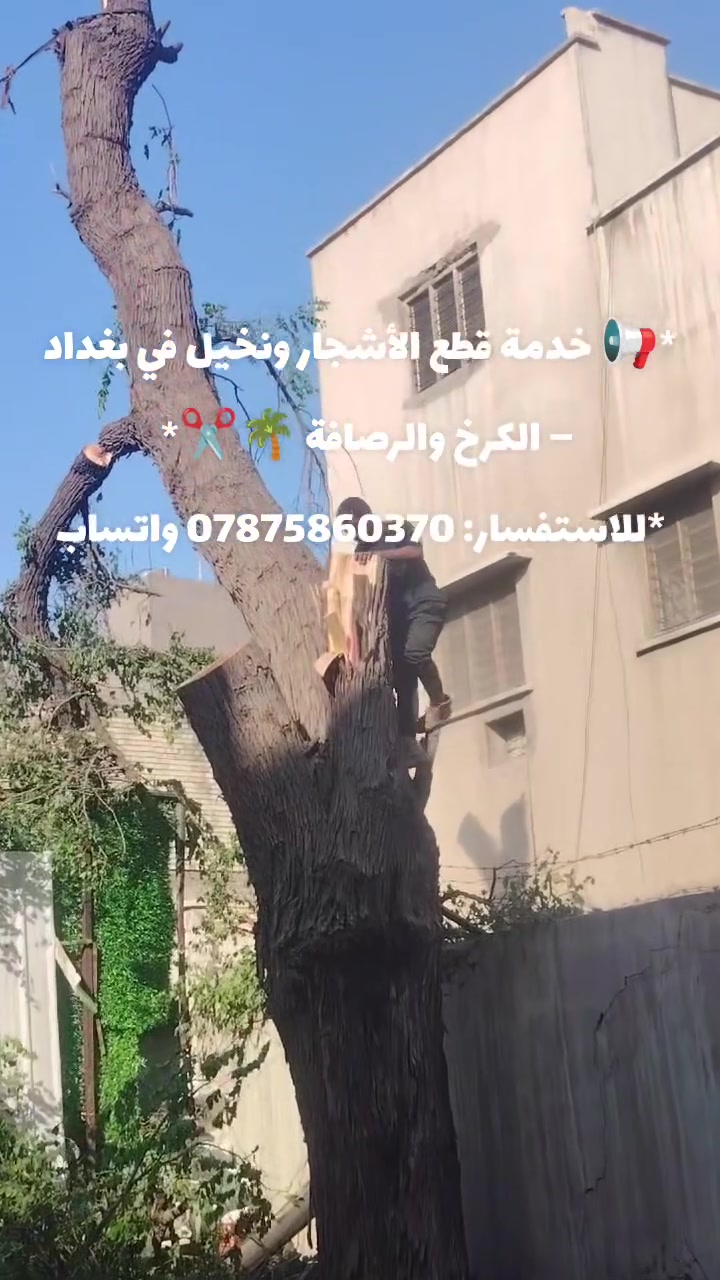 قطع أشجار • نخيل • الكرخ والرصافة