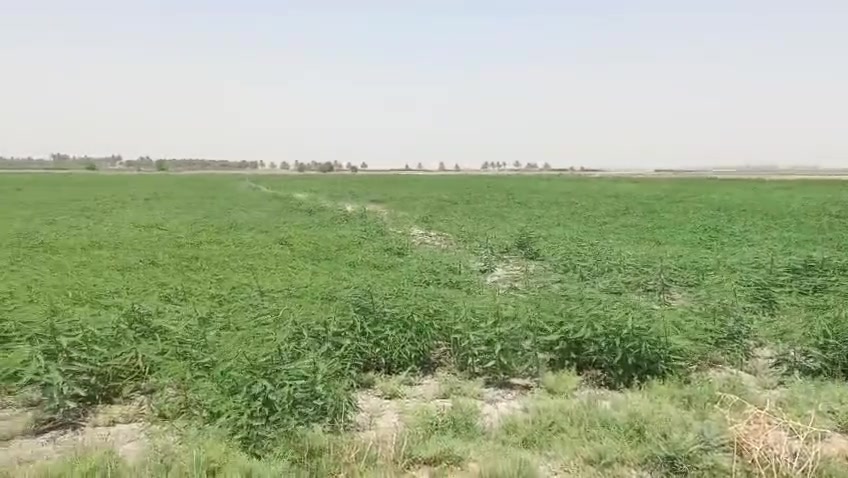 البيع 45 دونم طابو سند 25 بغداد سبع البور منطقت المصالحه وطجاج ***********
