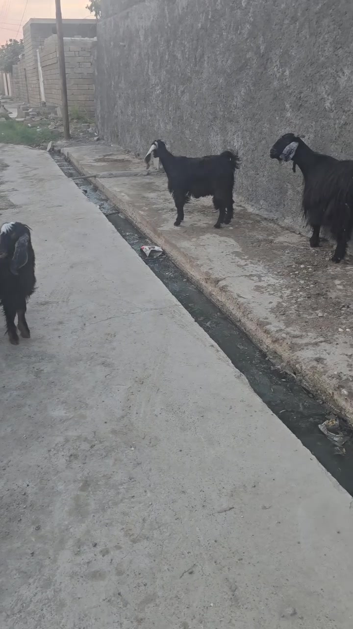للبيع • استفسار • اتصال