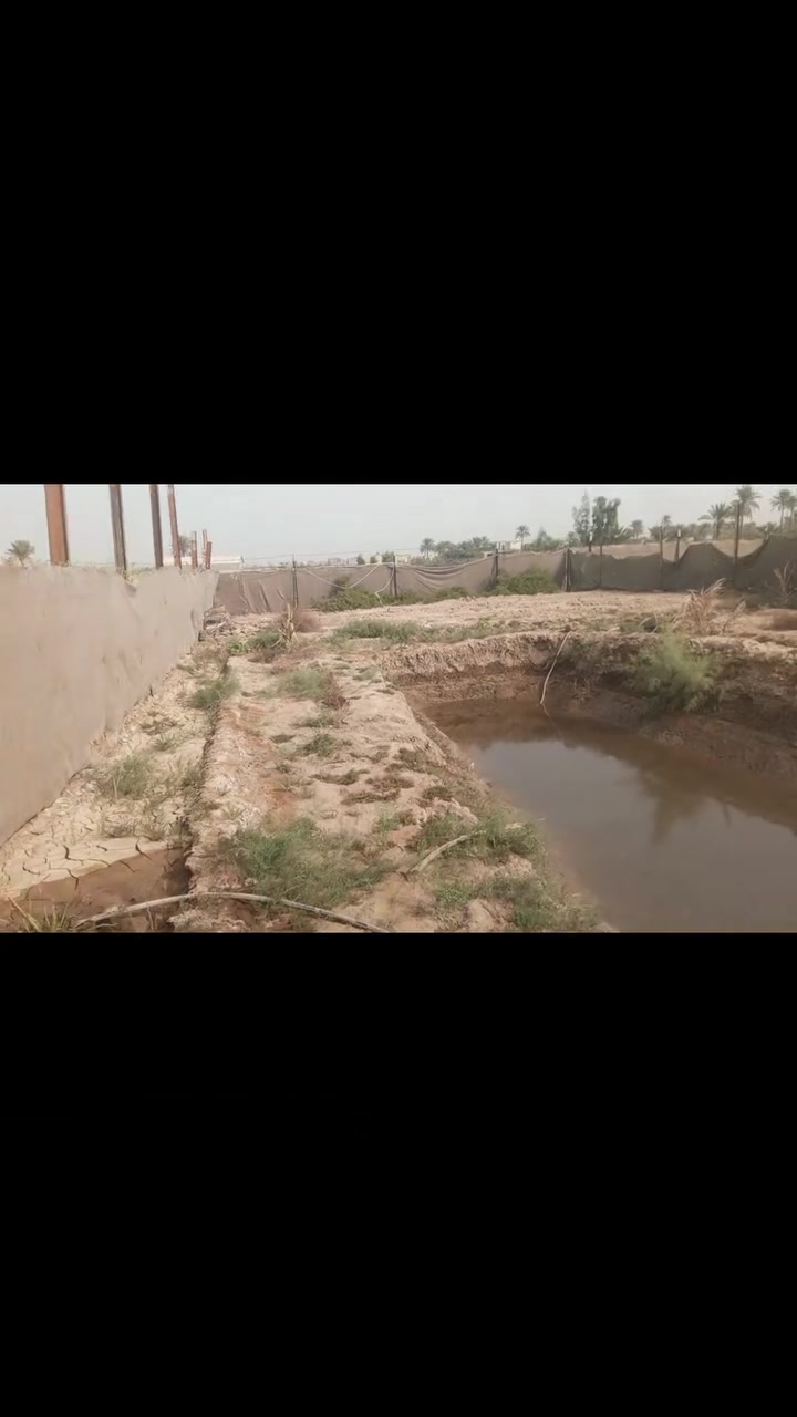 النصيفه • ٤٠٠م • سند ٢٥