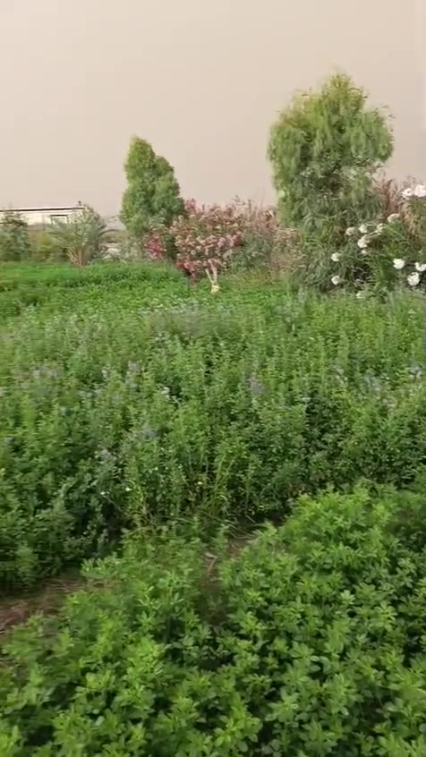 مزرعه نص دونم وبيها زياده يعني 1350متر وجه 33 ونزال 45  بحي جودين نزله ثانيه. بسعر 15 مليون بيها مجال  ***********

نص مكتوب في الصور:
- Infinix HOT 12