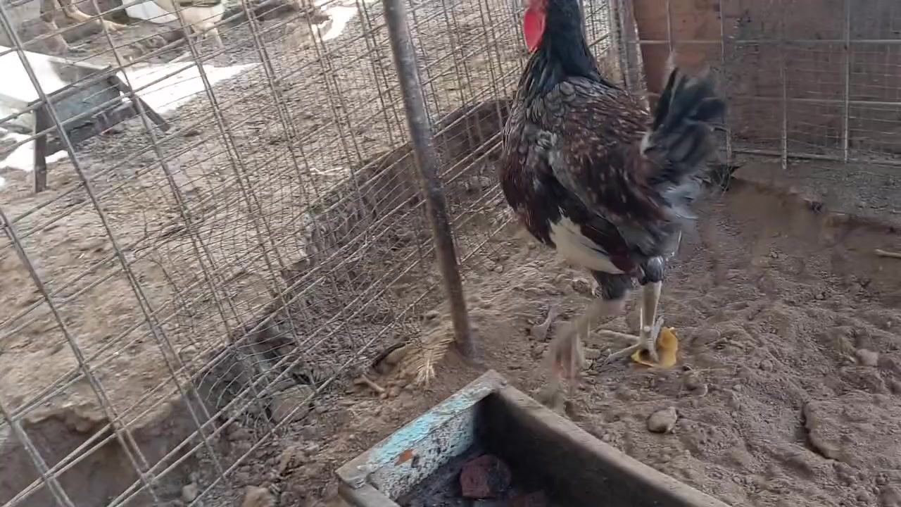 ديوج • ٢ حبات • صحه خير