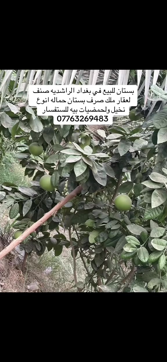 بستان للبيع المساحه واحد دونم 2500واقع حال 2700بواجهة 20نزال 130صنف لعقار ملك صرف 
في بغداد الراشديه 
للستفسار 
***********
