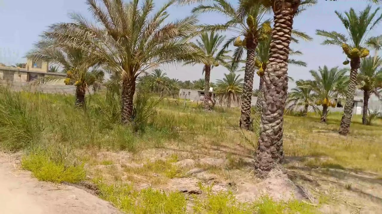 للبيع دونم ونص ملك صرف قريبات عل الشارع العام المدائن الجعارة ماء وكهرباء يمها بيها 20نخلة الاستفسار ***********
