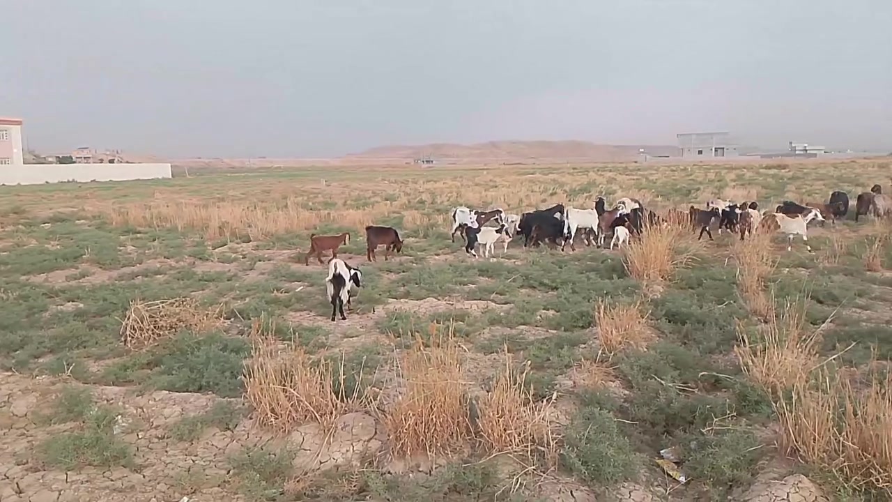 معز • للبيع • قريه العيثه