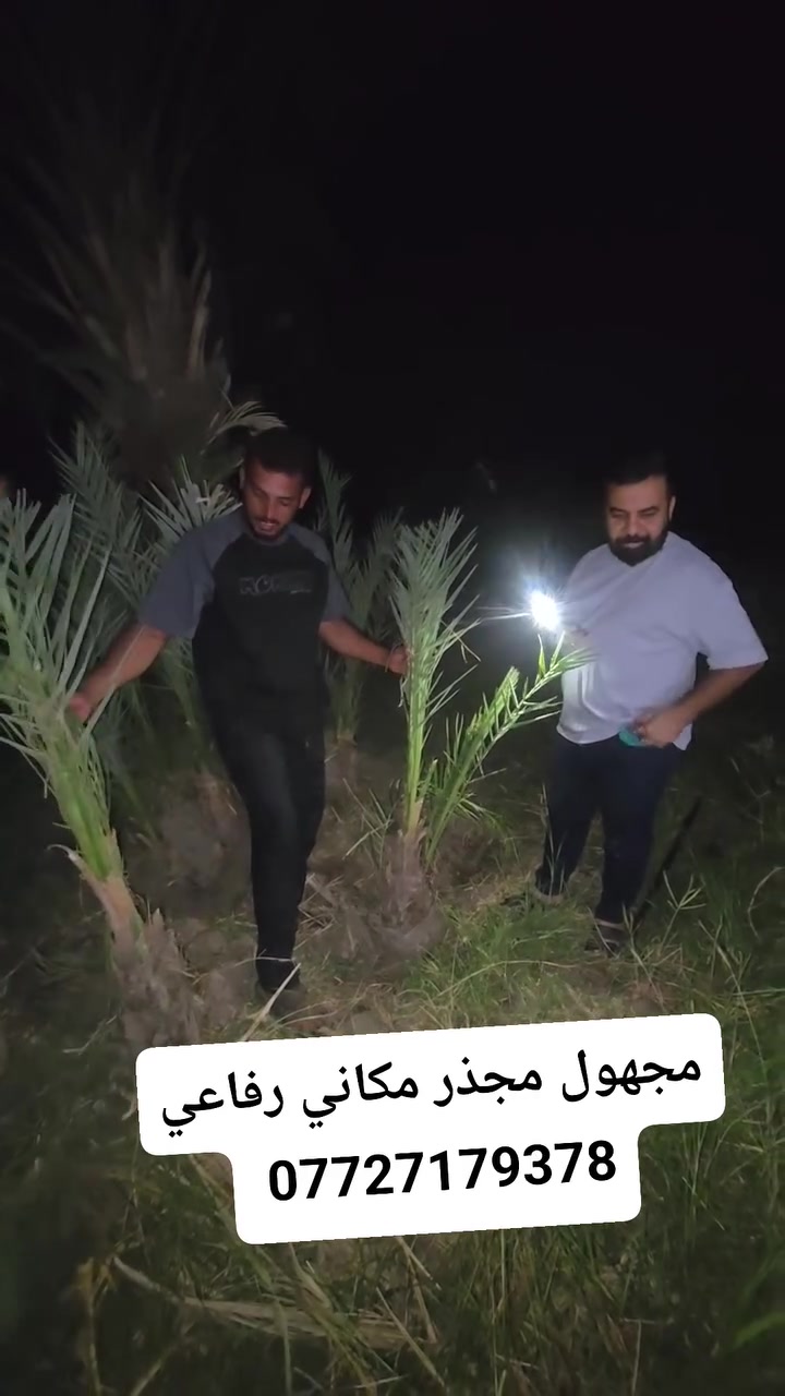 رفاعي • عنوان مجهول • مجذر