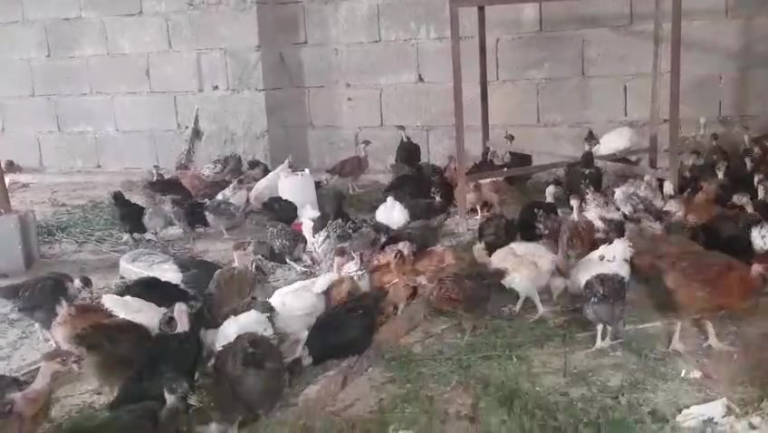 فراريج عرب • أبو اركيبه