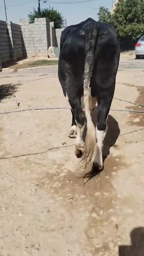 ناحيةالزاب • تحلب • ٨ أشهر