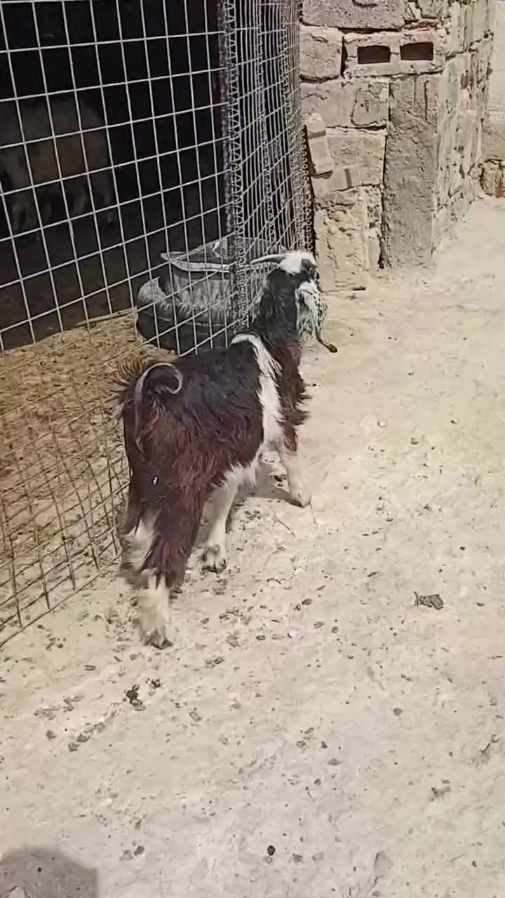 جدي • ربط شرط النصاح • حديثه الحقلانيه