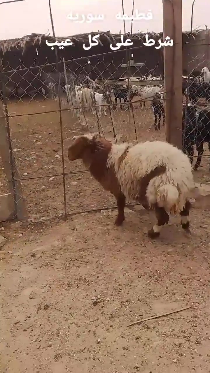 فطيمه سوريه • مال بيت • الانبار كبيسه