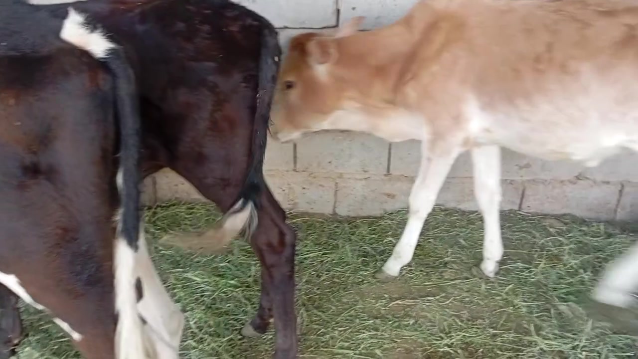 عجول البيع شرط صحوه عمر سنه
***********
