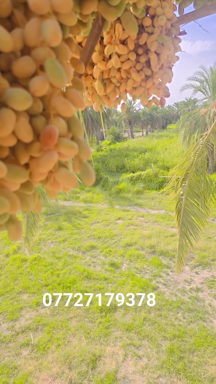 محتاج عمال حوي رطب وموضح كلشي بفديو
***********
