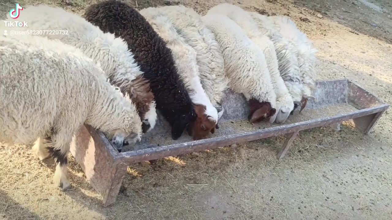 بسم الله الرحمن الرحيم متاح طليان للبيع العدد 9 سبعه طليان واثنين نتايه حلوات مالات ربط ناصحات خير من الله وين الرباطه طليان حلوات وناصحات مكانهن بغداد المشاهده قرب التاجي سعر الزوج قفل ب 525.///‏‪***********
