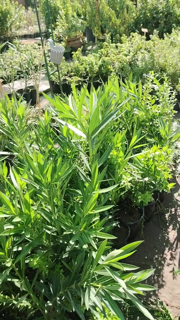 😮👇 
🌿 شتلتين في سندانة واحدة! 😍

ياس عراقي + دفلة صفراء 💛🌿
يعني شتلتين بواحدة… وما صايرة إلا بمشتلنا 😁🔥

💛 الدفلة الصفراء من الألوان النادرة والمميزة

💰 السعر: ٥,٠٠٠ دينار فقط

🚚 متوفر توصيل داخل الكوت فقط
