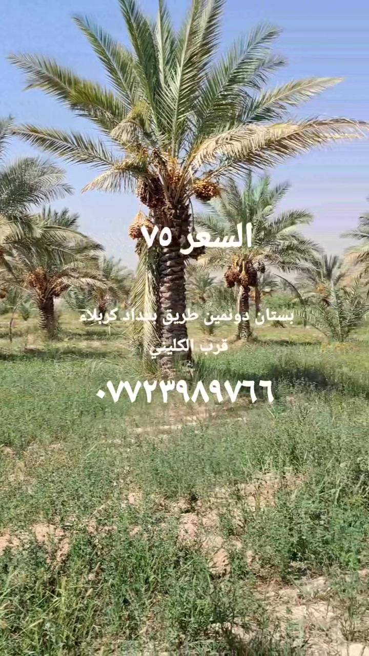 🔸️يرهم مراوس
دونمين 5000 متر طريق بغداد كربلاء قرب الكليني وتنزل خدمات كاملة ماء سقي ماء اسالة كهرباء مع ٧٠ نخله 
#السعر الكلي ٧٥ 
***********
