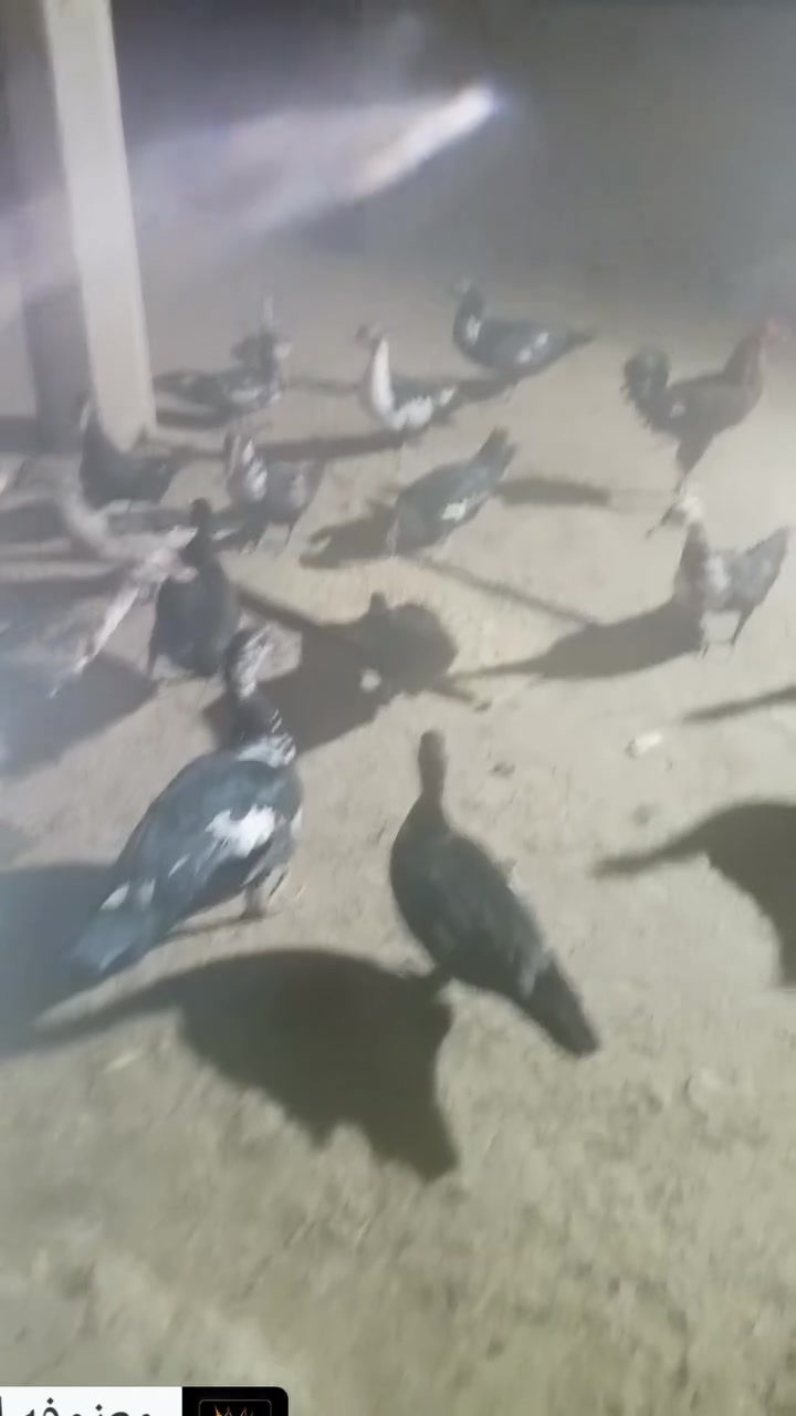 بط مصري • للبيع
