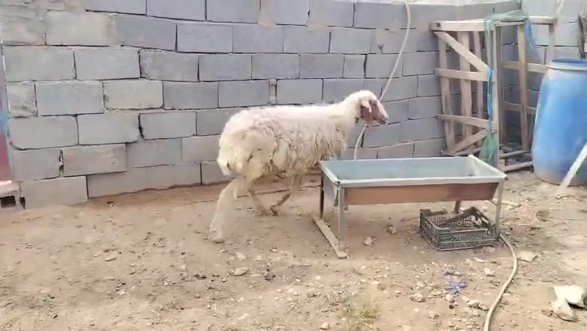 بسم الله تبارك الرحمن ♥
اخوان ماشالله متاح نعجه ام ثالث بطن مال مجنوي خط اول خشان شرط فوول خشان جبش عشار بس ماتعهد شراي يجيك بيده شرط نصاح سن وشطر وعلاكل عيب سعره 285 مكان الانبار حديثه وتوصيل موجود حسب لاتفاق 
***********
*********** 
والرقمين بيهن واتساب

نص مكتوب في الصور:
- HONOR X9c