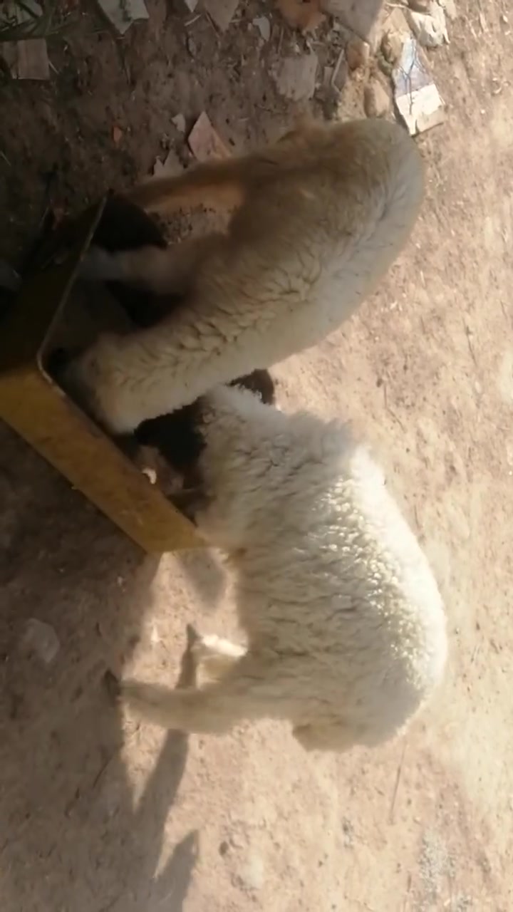 طليان • شهادة صحة • دوانيه الشاميه