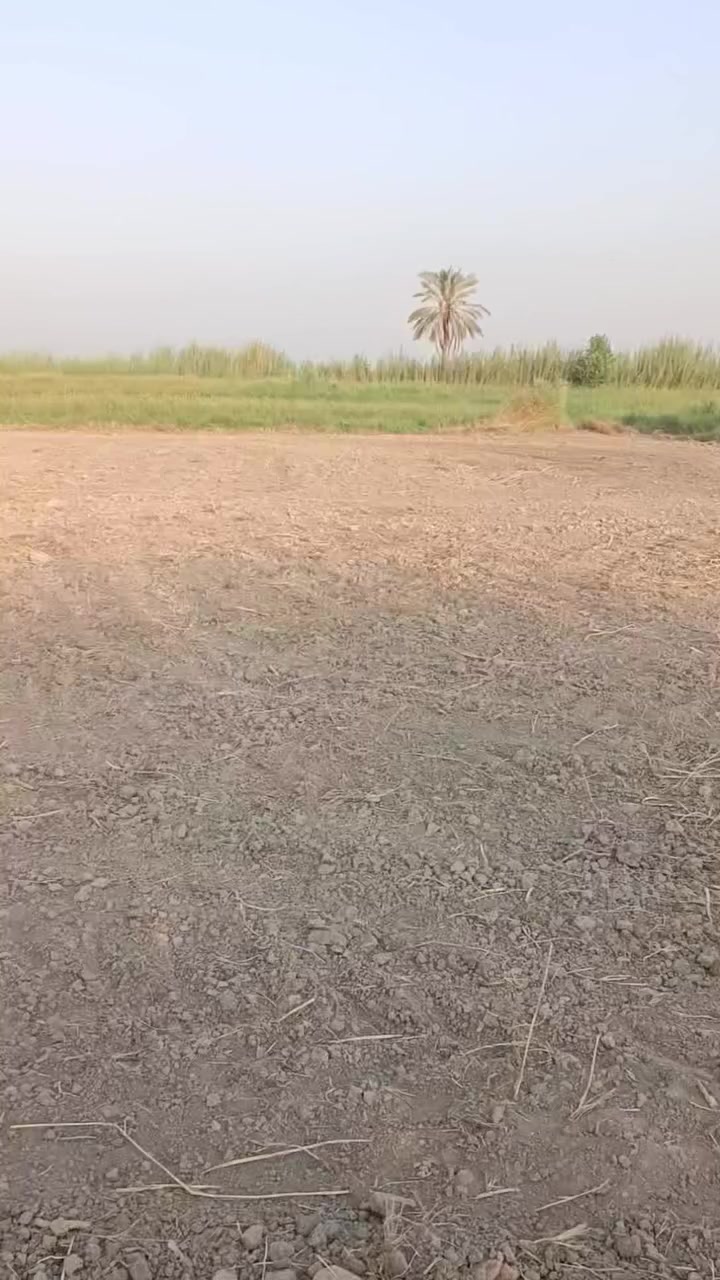 ارض زراعيه • شط الديوانيه • طابو ٢٥سنة