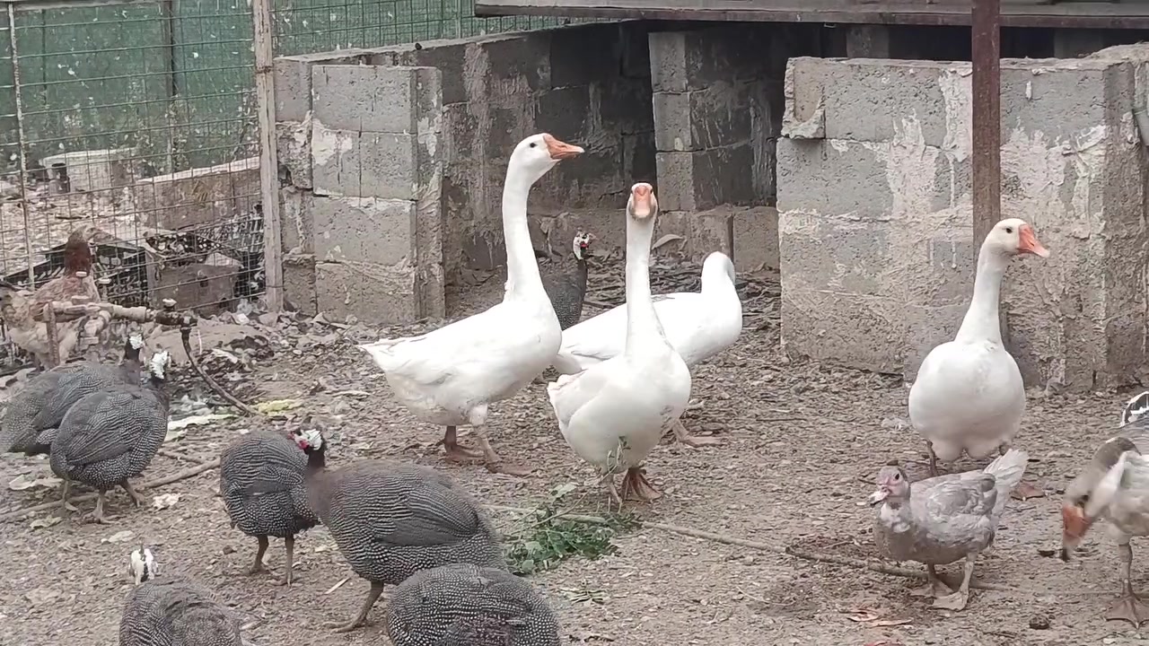 أوز • ٤-٦ كيلو • نظيف وصحي