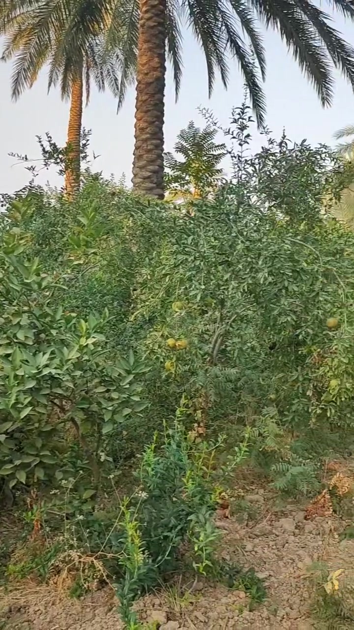 بستان مسيج للبيع 
المساحة 10 دونم 
طابو زراعي سند 25 
بعقوبة بهرز العباره 
للاستفسار ***********
