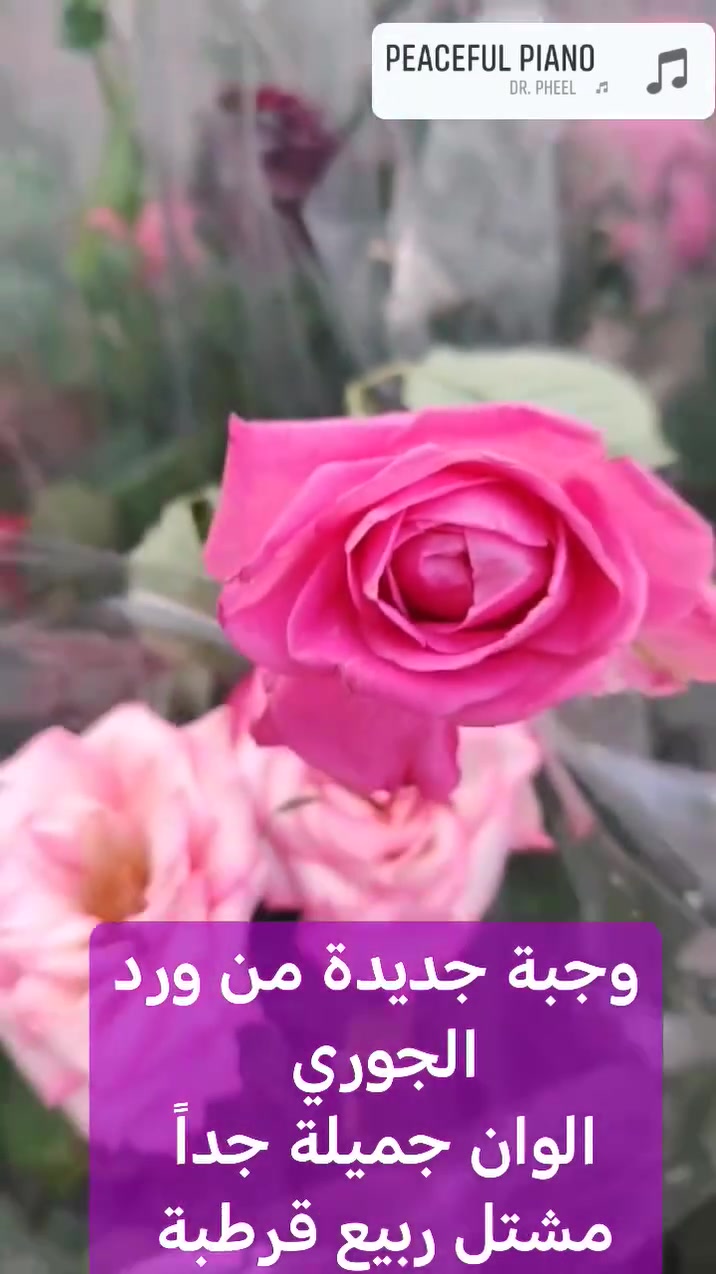 ورد جوري • مشتل ربيع قرطبة • سامراء حي الشهداء