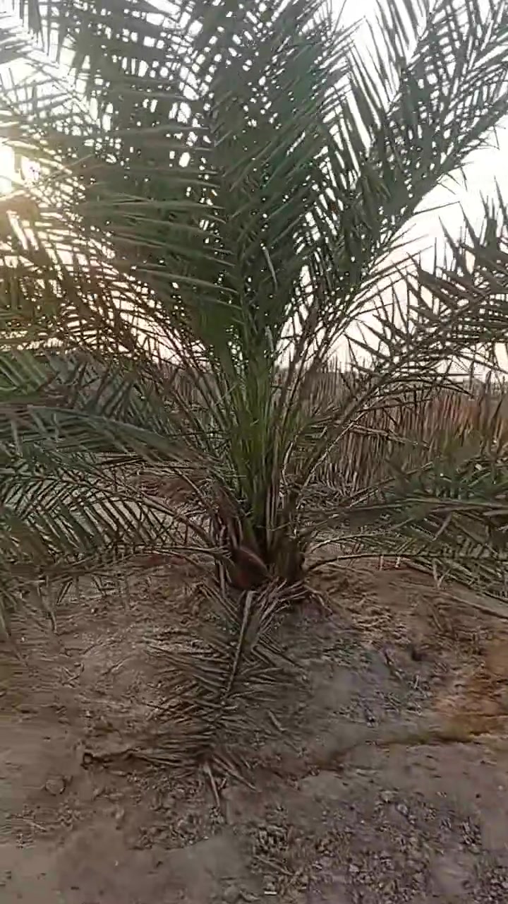 نخل برحي • للبيع • خور زبير