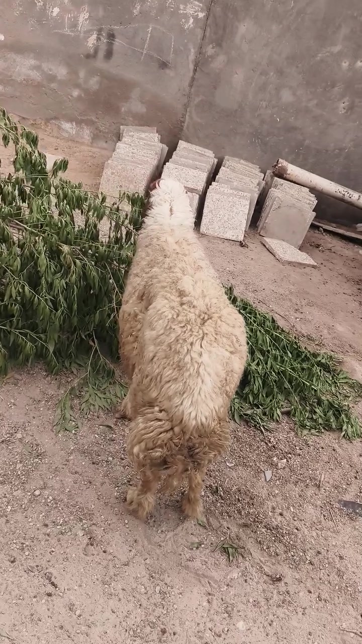 نعجه • سمينه • للنذر