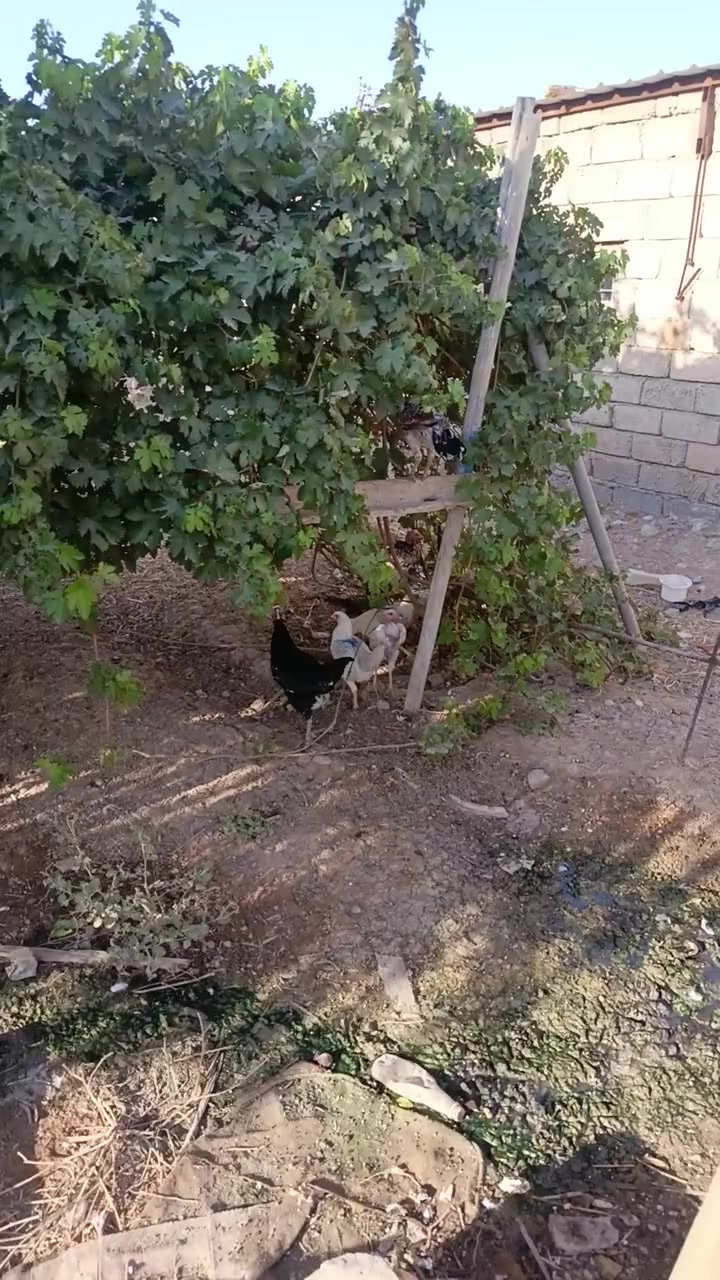 سلام عليكم اخوان عندي بط مصري او عادي دجاج بنواعهاا مال بيت البيع محتاج بيعهن ***********
