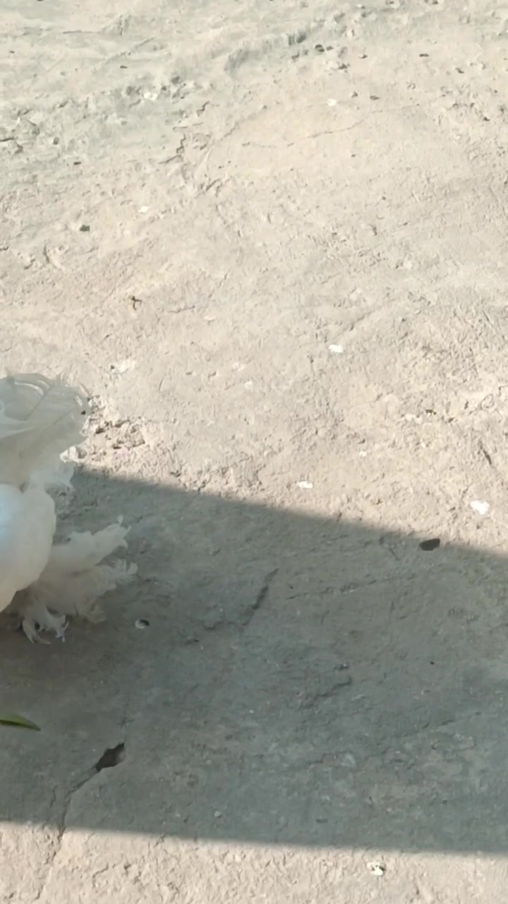 طيور ارافل • ستة زواج • بغداد