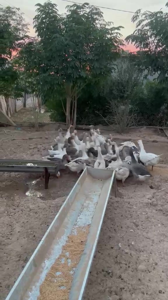 سمود • غاز • للبيع