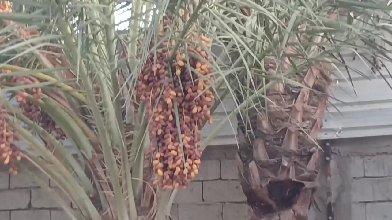 بيت الف متر للبيع او المراوس قريب ع جسر الامام علي حسب المكان في علوة الفحل قرار محكمه سند ٢٥ تواصل ع خاص
