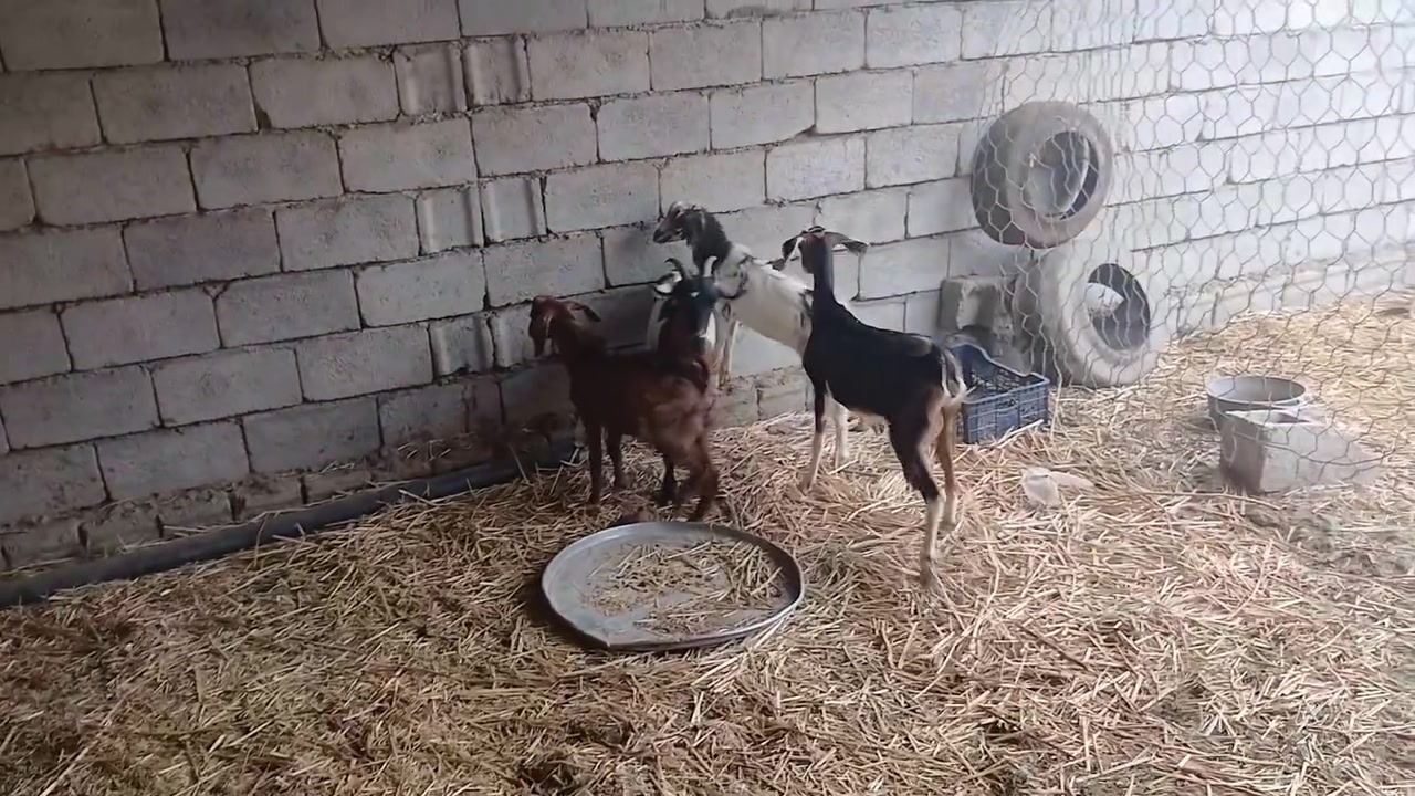 زوج عنوز • للبيع