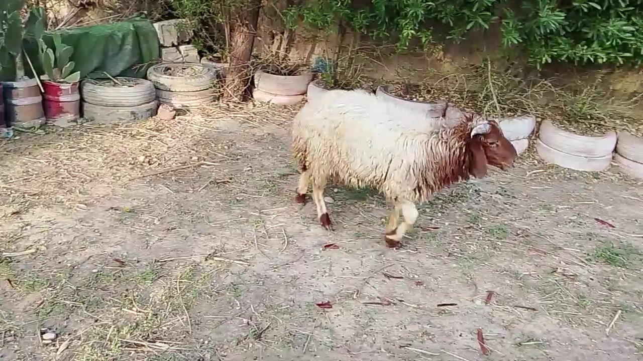 نذاري • كربلاء الحسينية • للبيع
