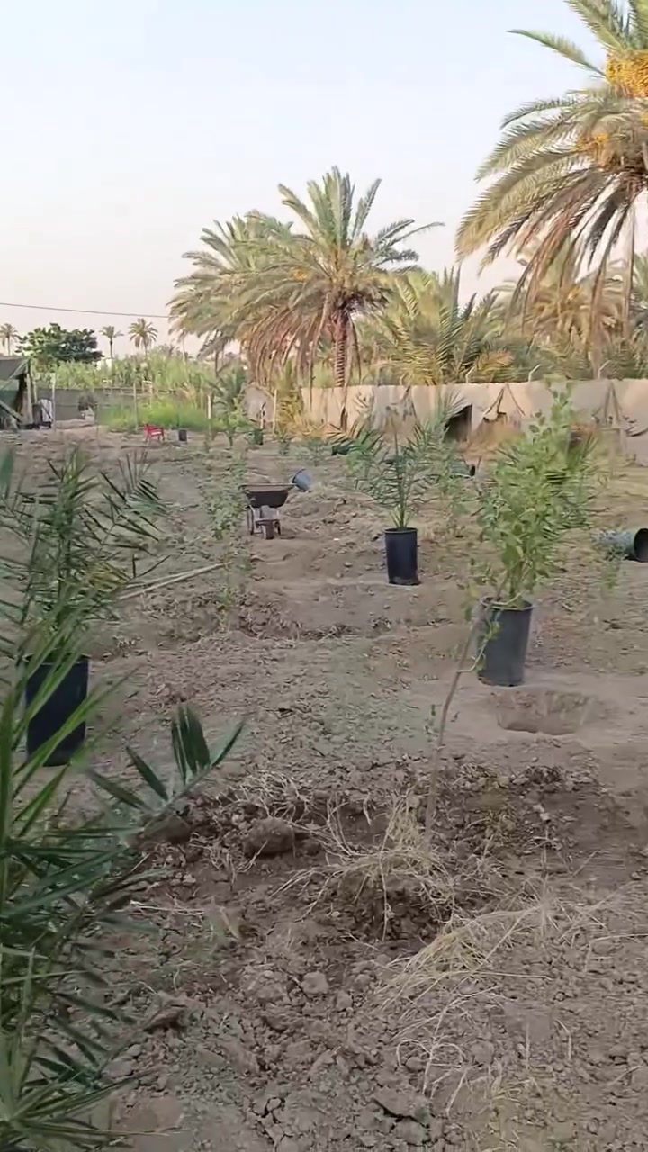 @برحي نسيجي مختبر دي بي دي 
عمر 3سنوات العنوان بابل طفيل عمود 317
***********
