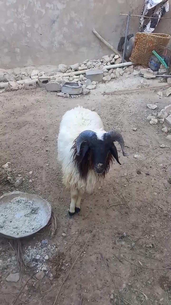 متاح طلي للبيع سعره ٥٢٥  ***********
