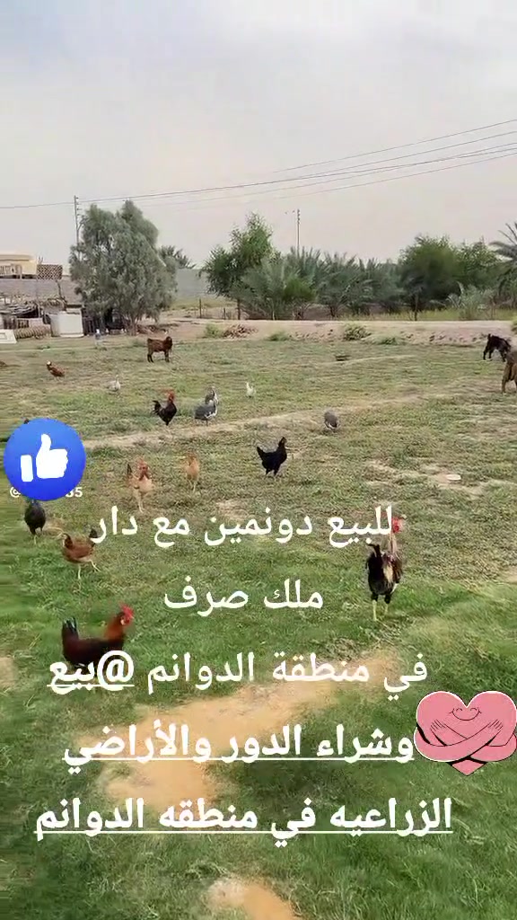 الدوانم الثانية • دونمين • ملك صرف