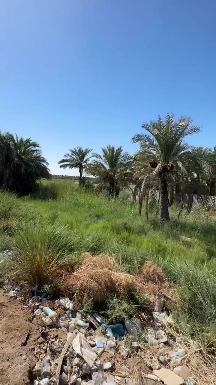 أم عباسيات النجف • ٢٫٥ دونم • ٧٠ نخلة