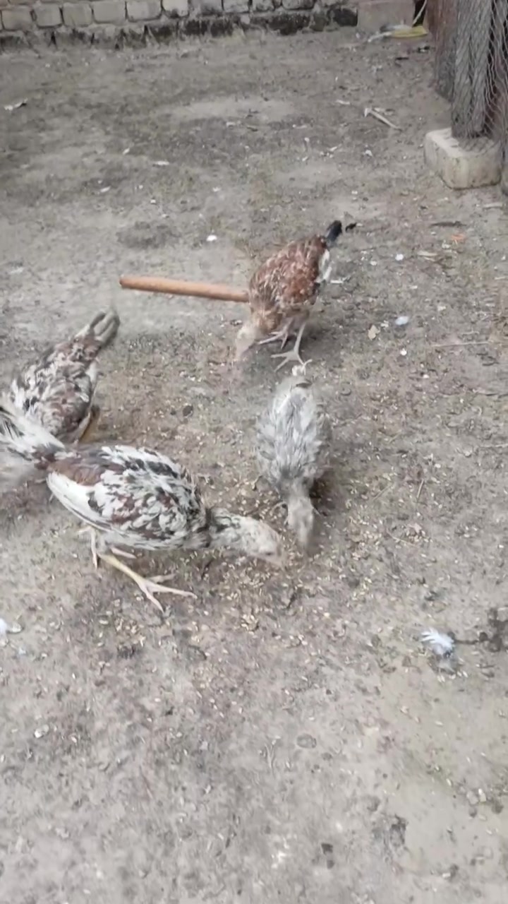 للبيع • الطاميه