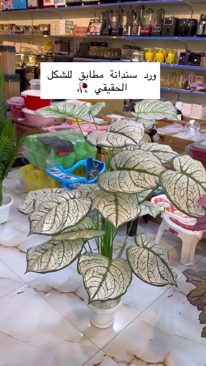 توفر الورد 💐 الشكل الحقيقي
الاسعار مذكورة داخل الفيديو 👆🏻
.
.
.
.
#ضيافة #مطبخ #طبيعة #explore #مستلزمات
