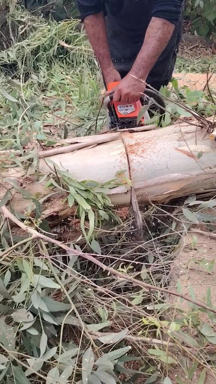 كص شجر متواجد في كركوك***********
