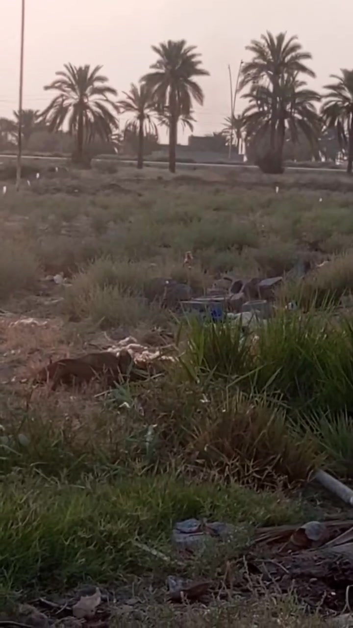 ديالى الغالبيه • طابو زراعي • ٢٠٠م