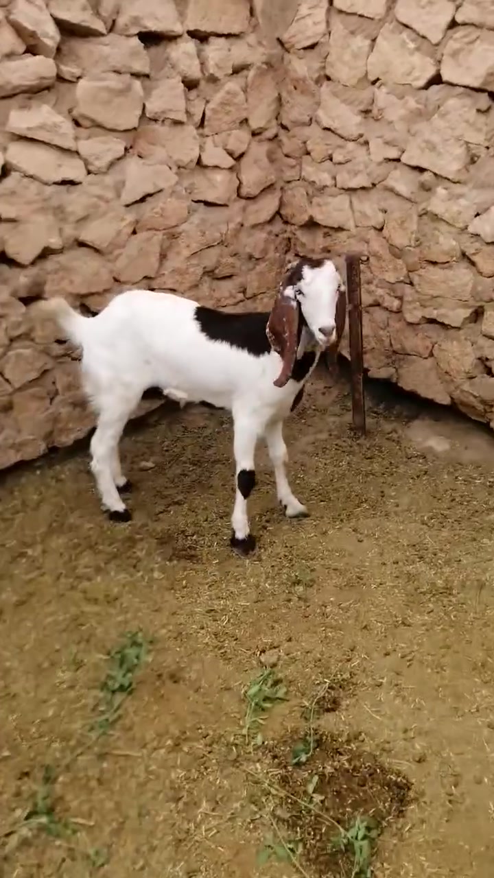 صخله • ١٣ كيلو • حديثه الخفاجيه
