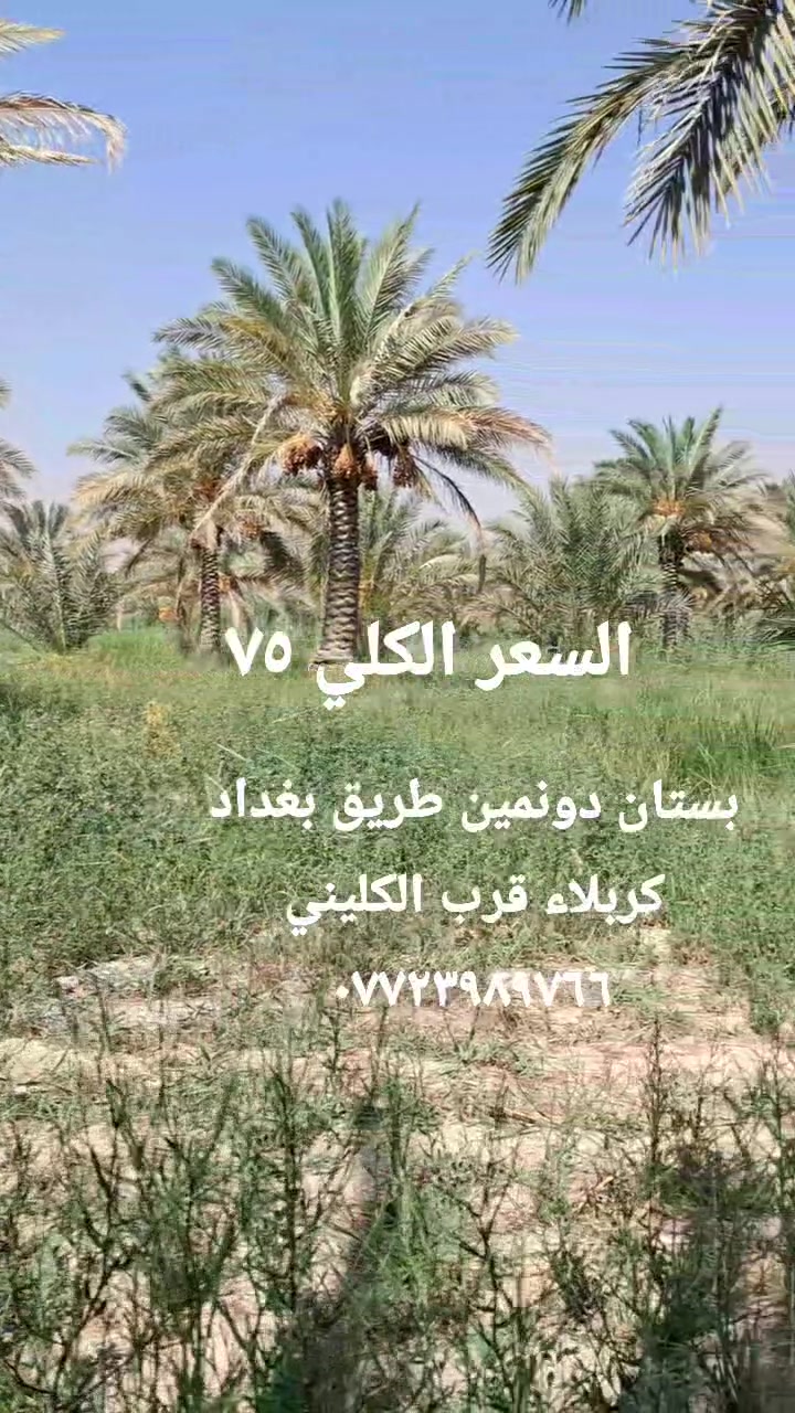 🔸️يرهم مراوس
دونمين 5000 متر طريق بغداد كربلاء قرب الكليني وتنزل خدمات كاملة ماء سقي ماء اسالة كهرباء مع ٧٠ نخله 
#السعر الكلي ٧٥ 
***********
